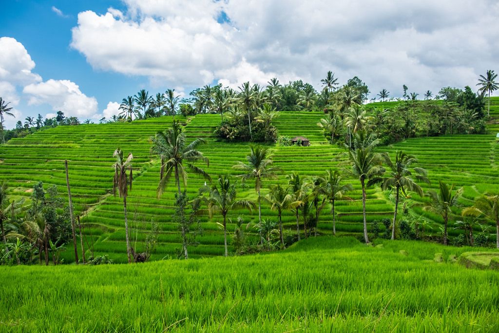 A picture of the stunning rice terraces in Bali