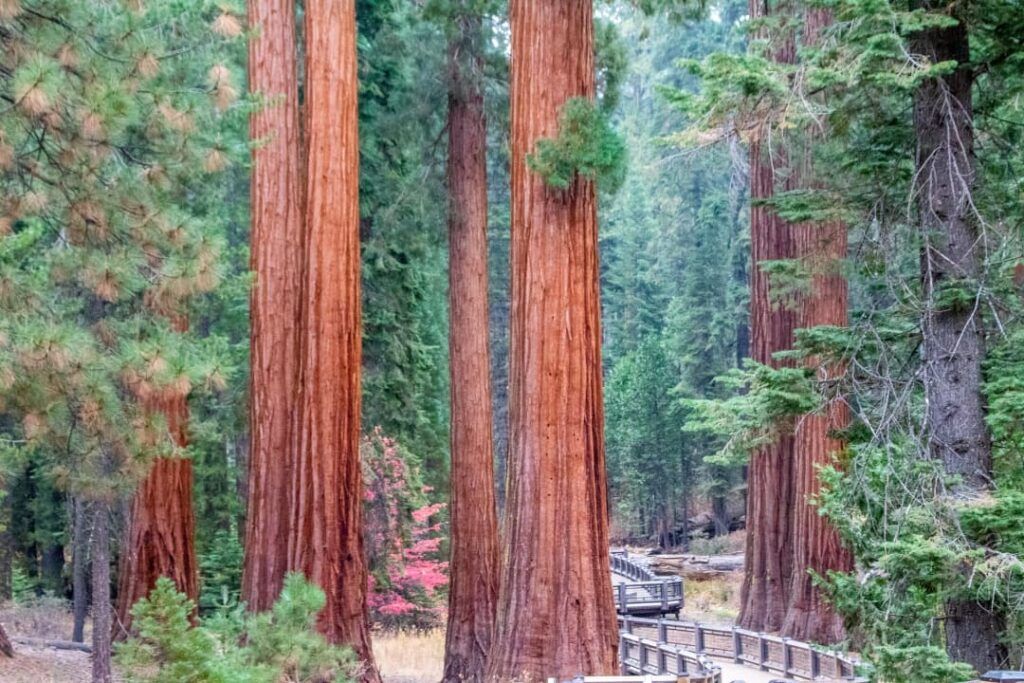 A glimpse of the Mariposa Grove forest