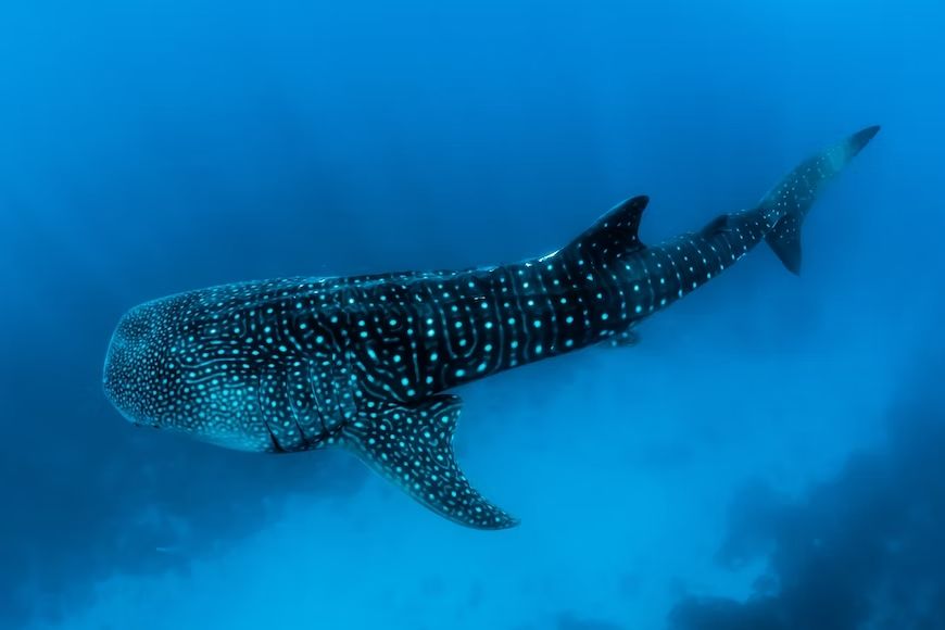 The whale shark in the waters of the Maldives