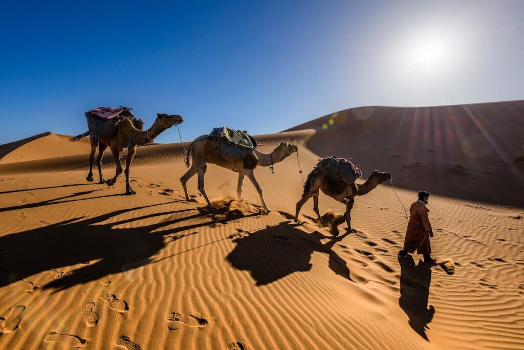 Camel walking through the sahara
