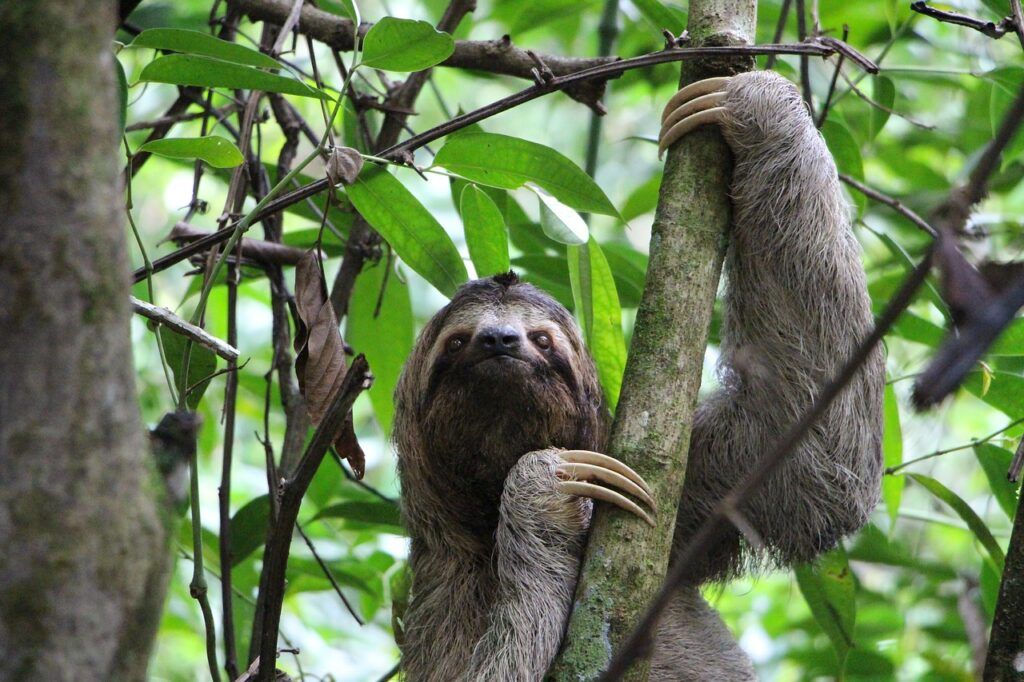 A sloth, spotted at Manuel Antonio National Park