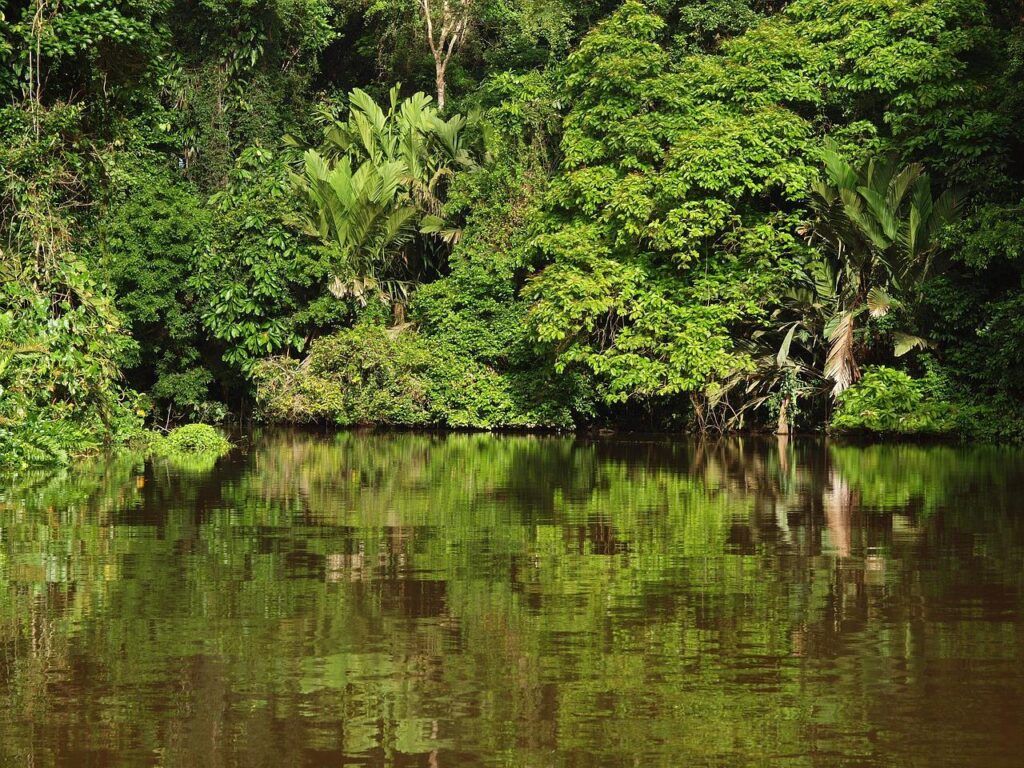 The Landscape of the Tortuguero National Park