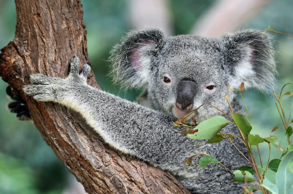 a koala climbing up a tree