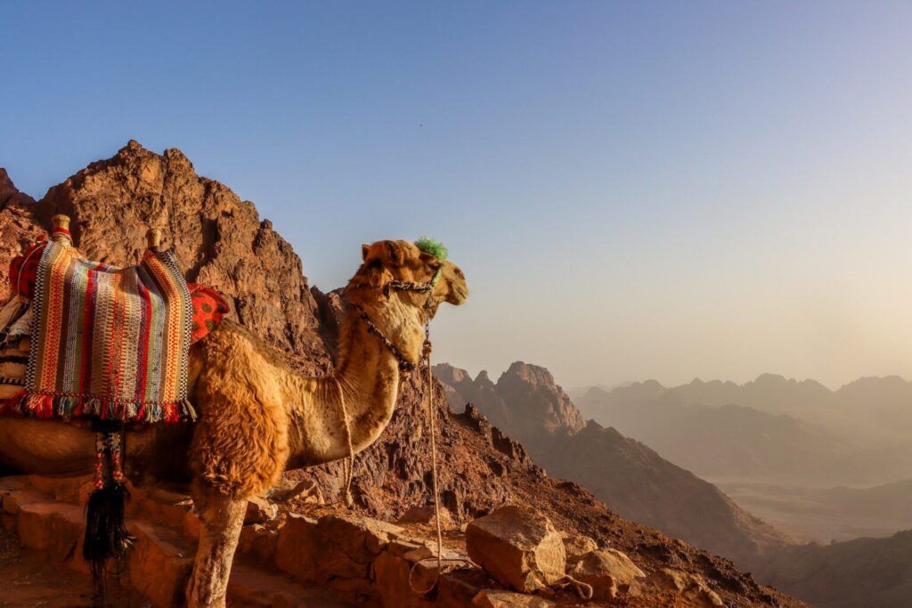 A camel among the Sinai rocks at sunset