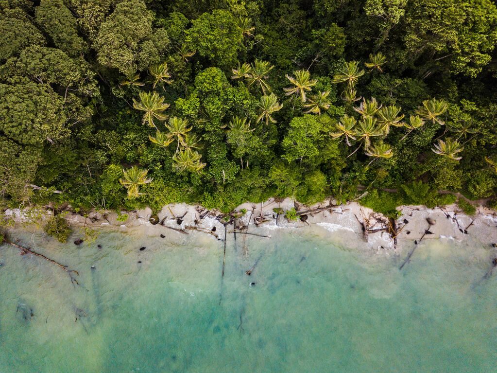 Aerial view of the trees near the sea
