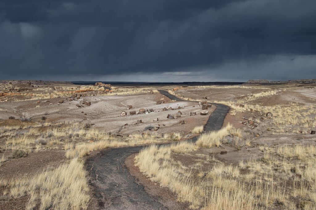 A dirt road in the middle of a dry grass field at Petrified Forest National Park.