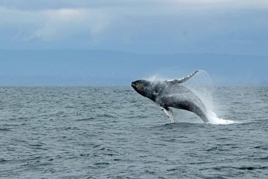 A whale jumping out of the water 
