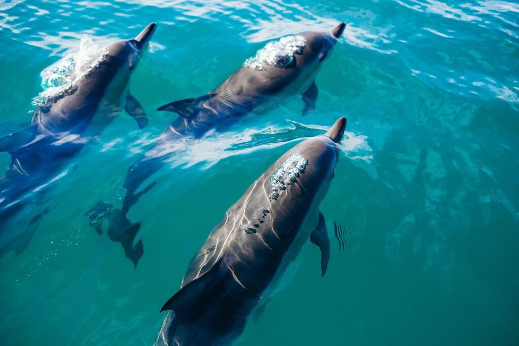 Swimming dolphins