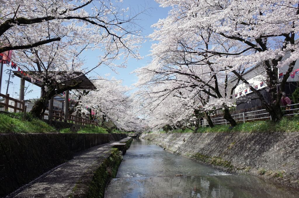 The Japan cherry blossom season: 2024 forecast