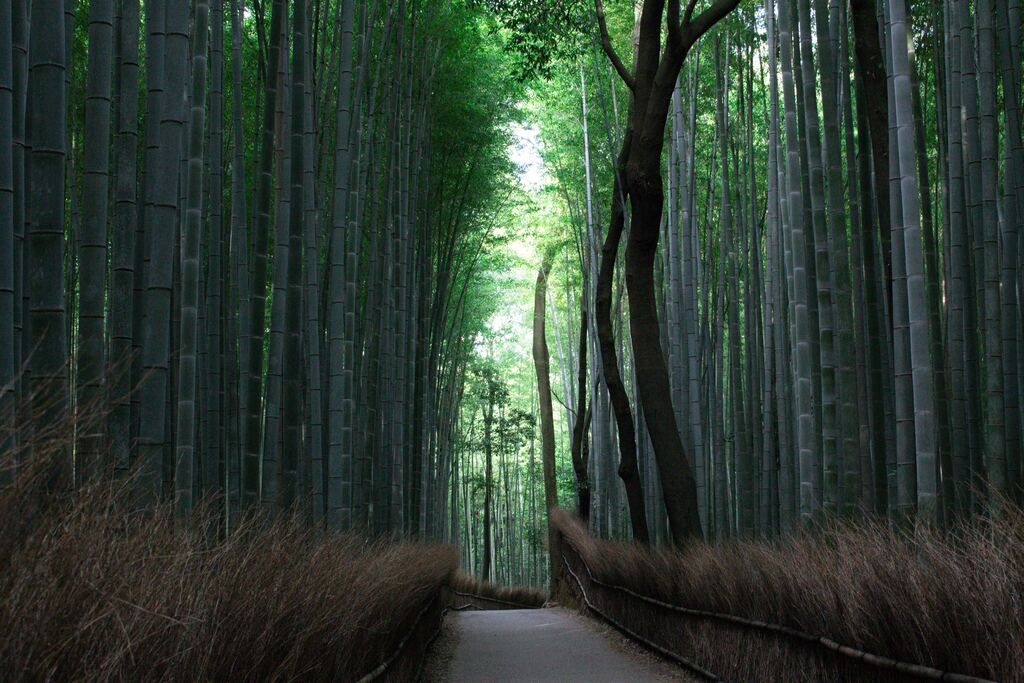empty path through the bamboo trees