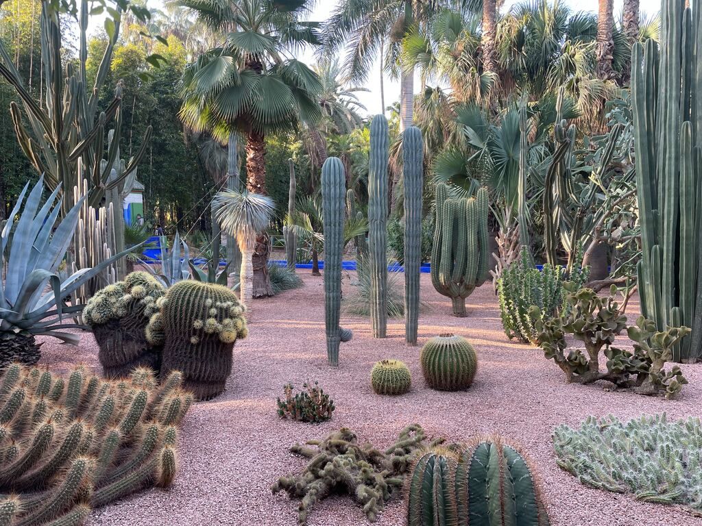A garden full of many different types of cactus in Marrakesh