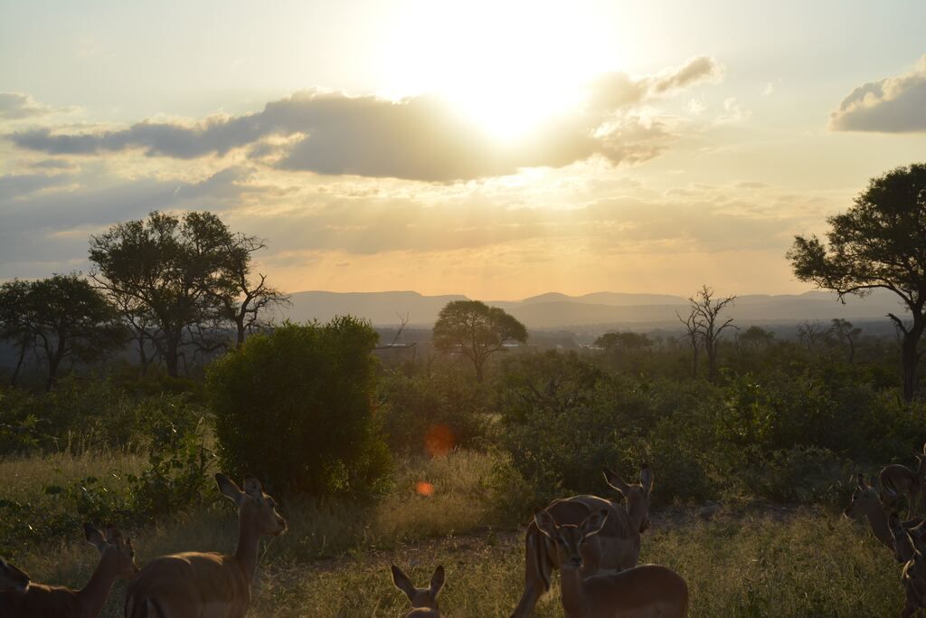 Herd of deer on green grass field during sunset in South Africa