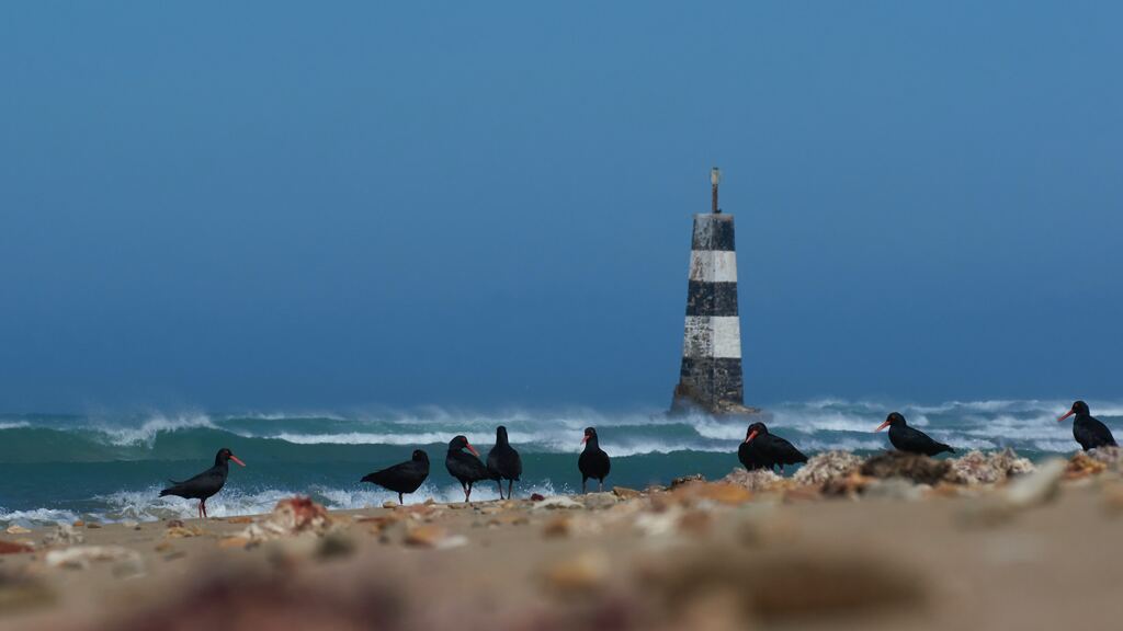 Birds on the beach near the lighthouse during the day.