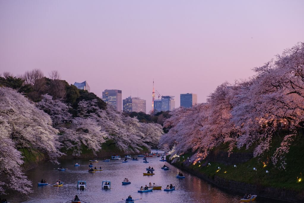 Boats on the water, with cherry trees full of pink petals.