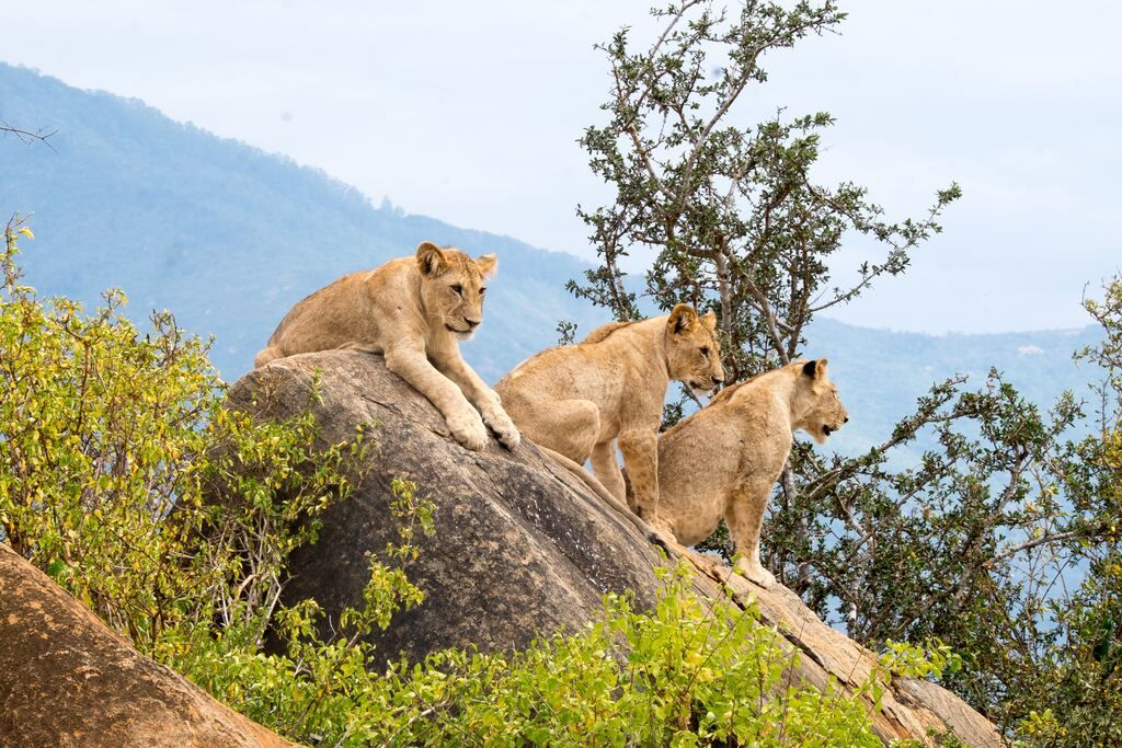 Three lions sitting on rock formations during the day.