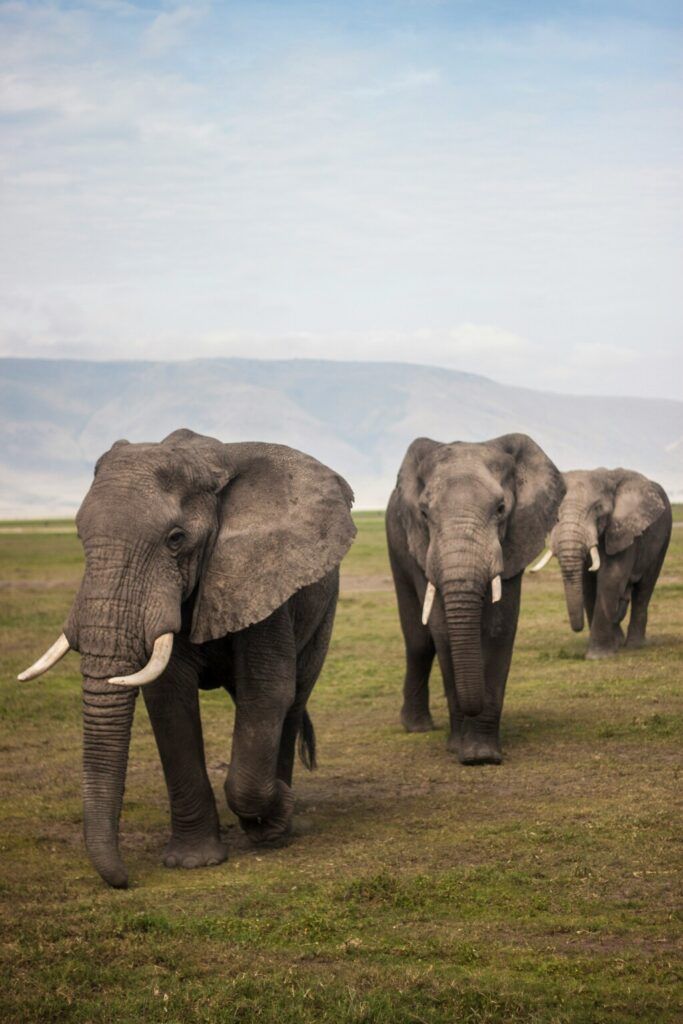 Three elephants walking on the grass field during the day.