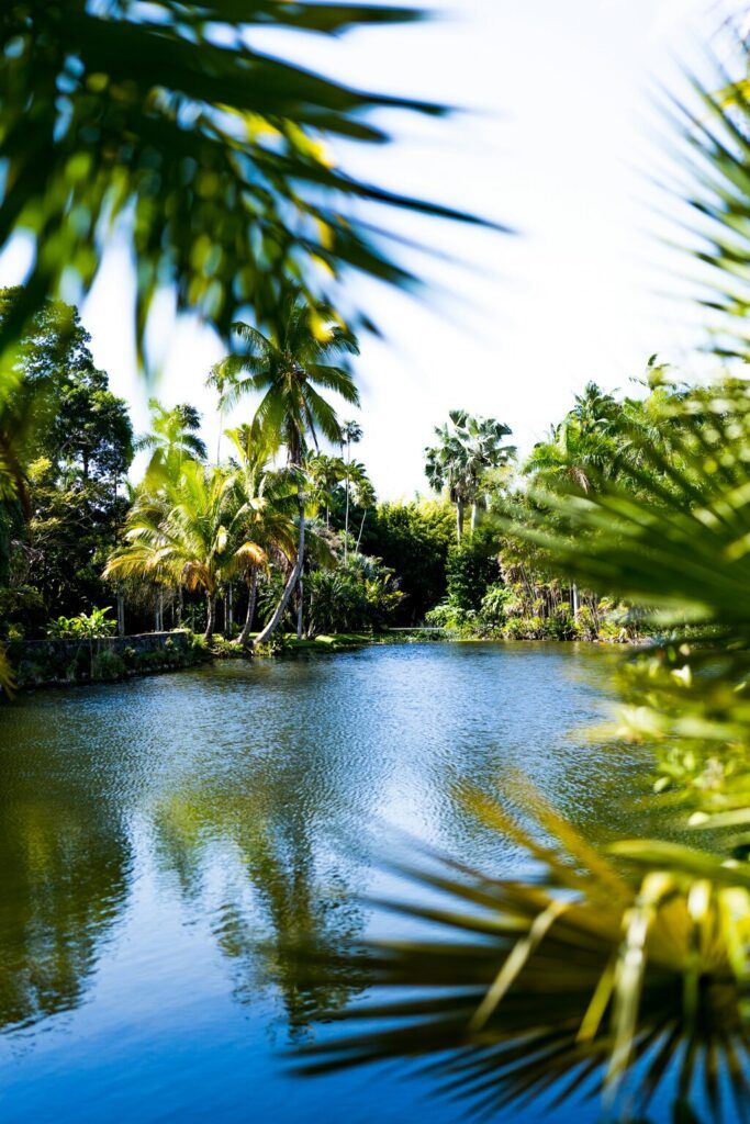 A stretch of water surrounded by palm trees.
