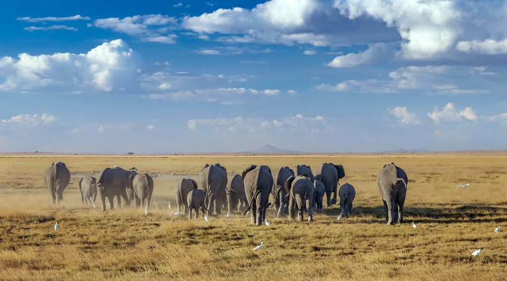 Herd of elephants on the brown grass field under blue skies and white clouds during the day.