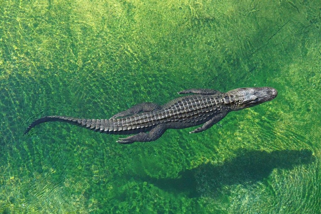 Brown crocodile swimming.