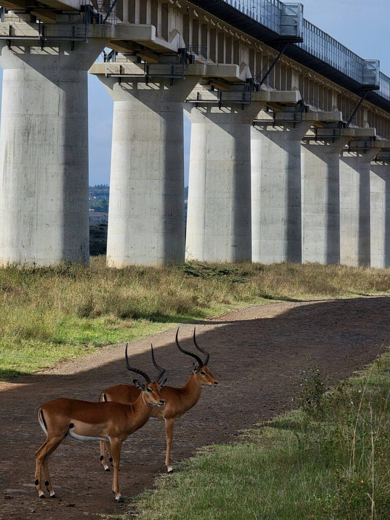 Two antelopes standing on a dirt road under a bridge.