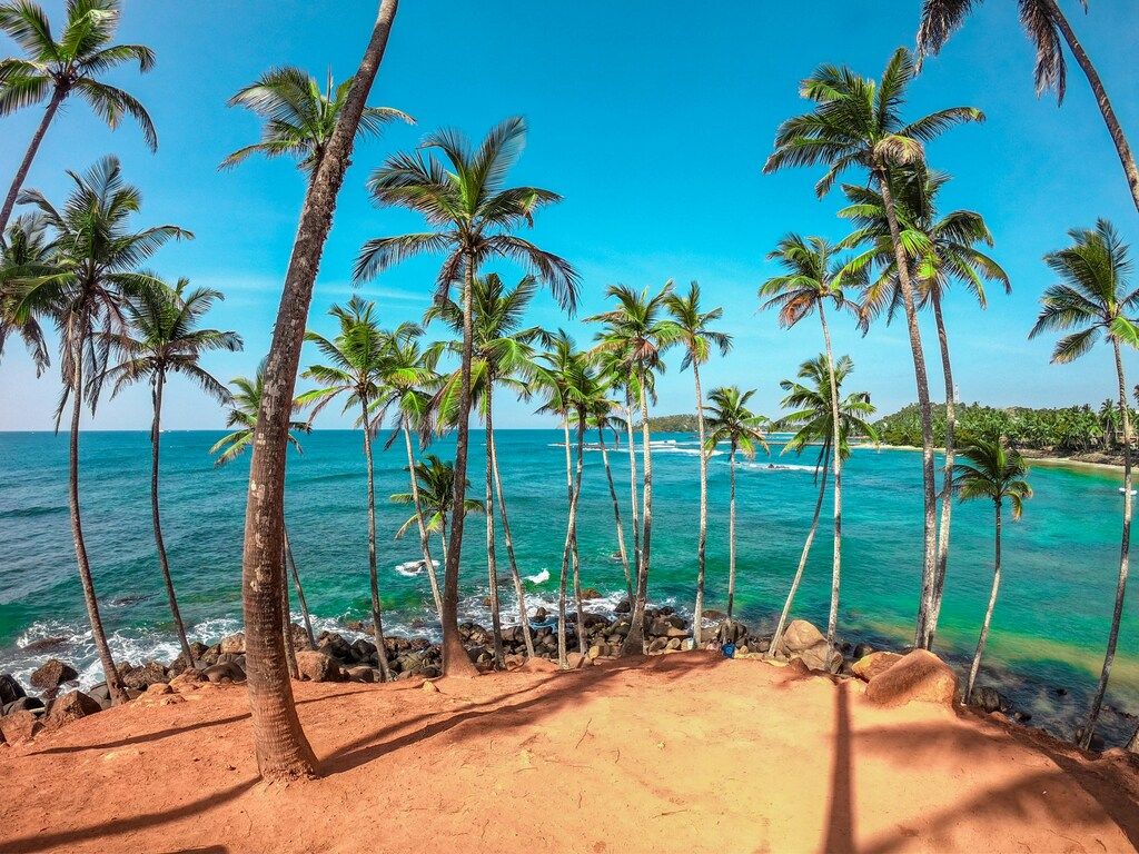 palm trees on beach shore during daytime in sri lanka