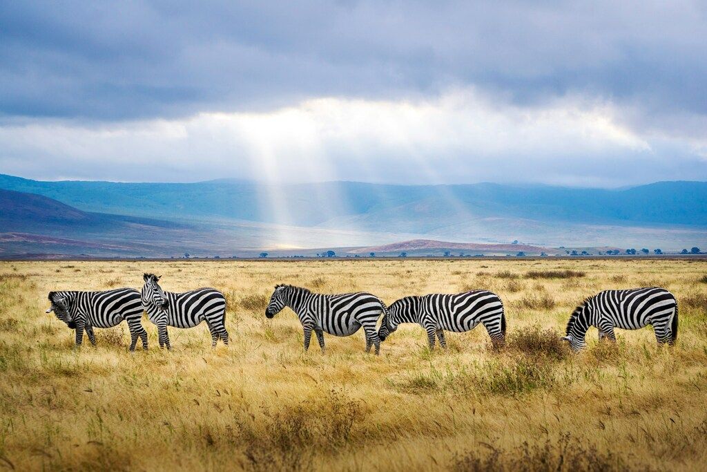 Five black and white zebras on an African safari.