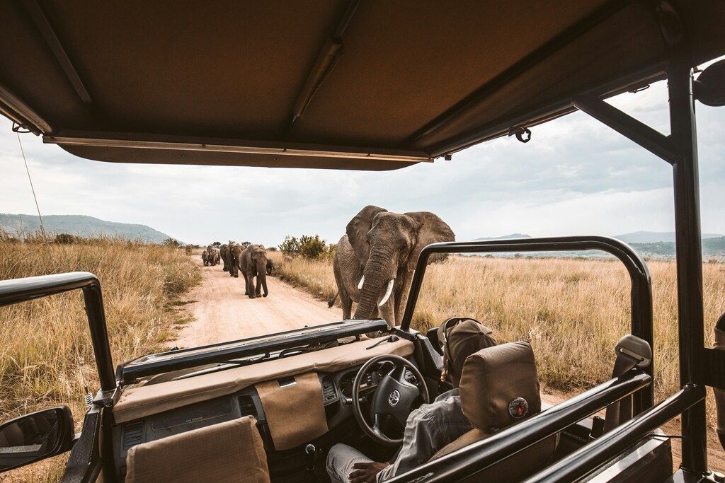Elefanten auf dem Rad.