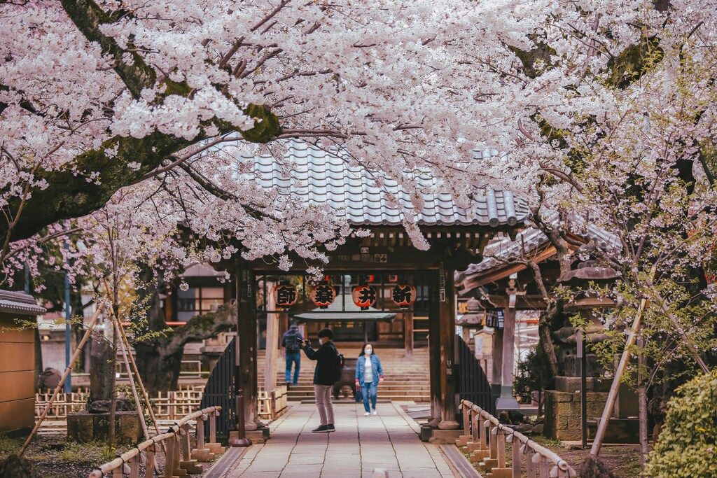 A beautiful pathway lined with cherry blossom trees in full bloom, leading to a traditional Japanese gate with people walking and enjoying the scenery