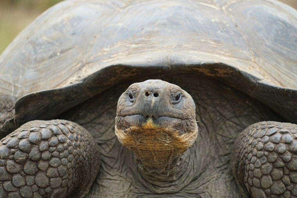 Old Galapagos Giant Tortoise