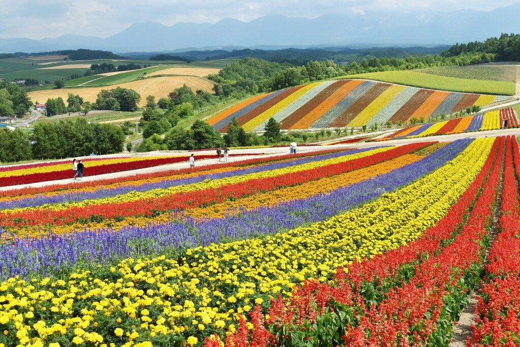 A vibrant field of multicolored flowers in Hokkaido, with rolling hills and mountains in the background