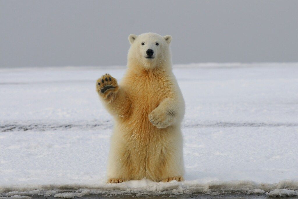 A curious polar bear standing on its hind legs, waving a paw, on the snowy landscape of Svalbard, Norway