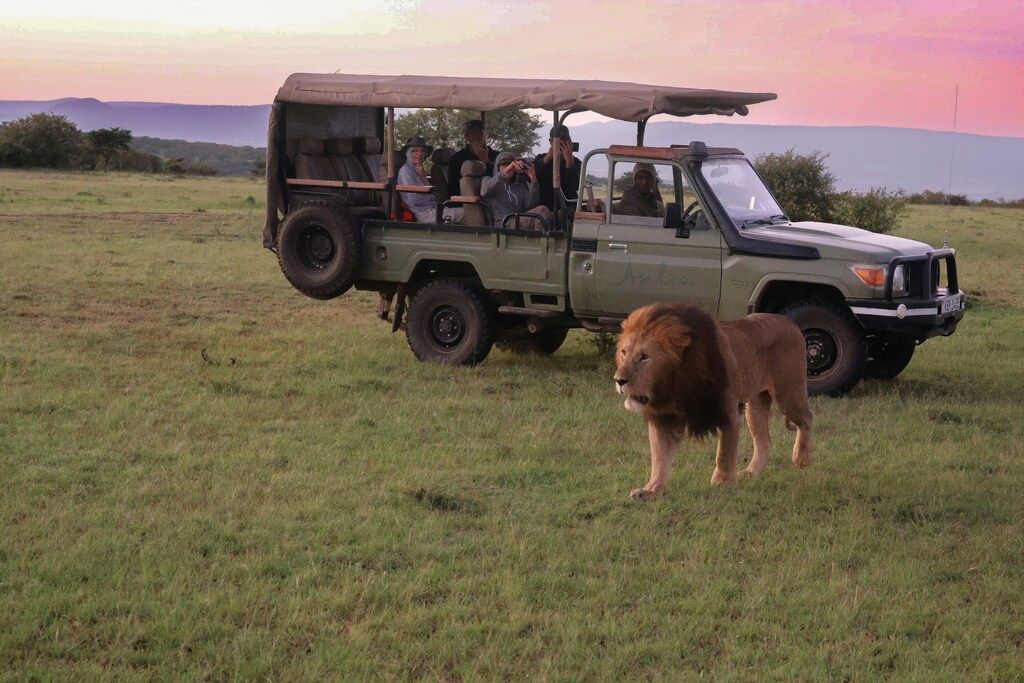 Safari vehicle with tourists and a lion in the Maasai Mara, Kenya.