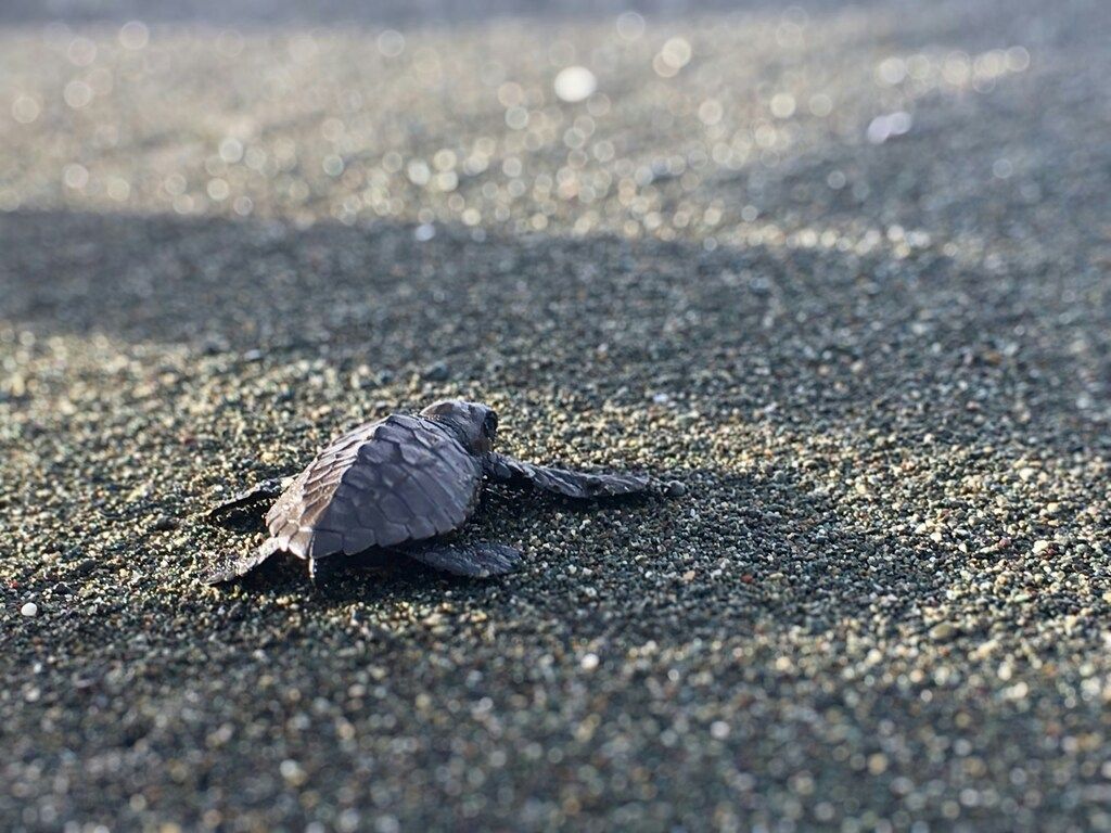 A baby sea turtle crawling on the sand towards the ocean in Costa Rica
