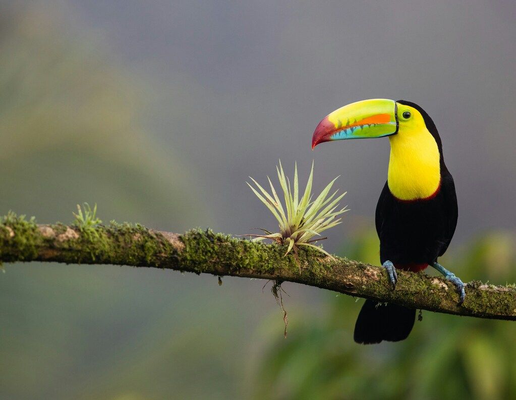 A colorful toucan perched on a branch in the lush rainforest of Costa Rica