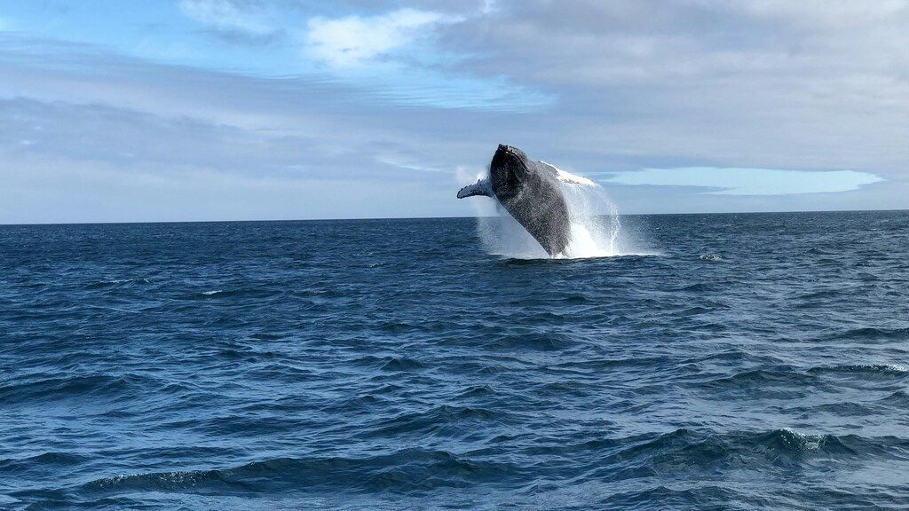 Whale jumping in the deep blue sea