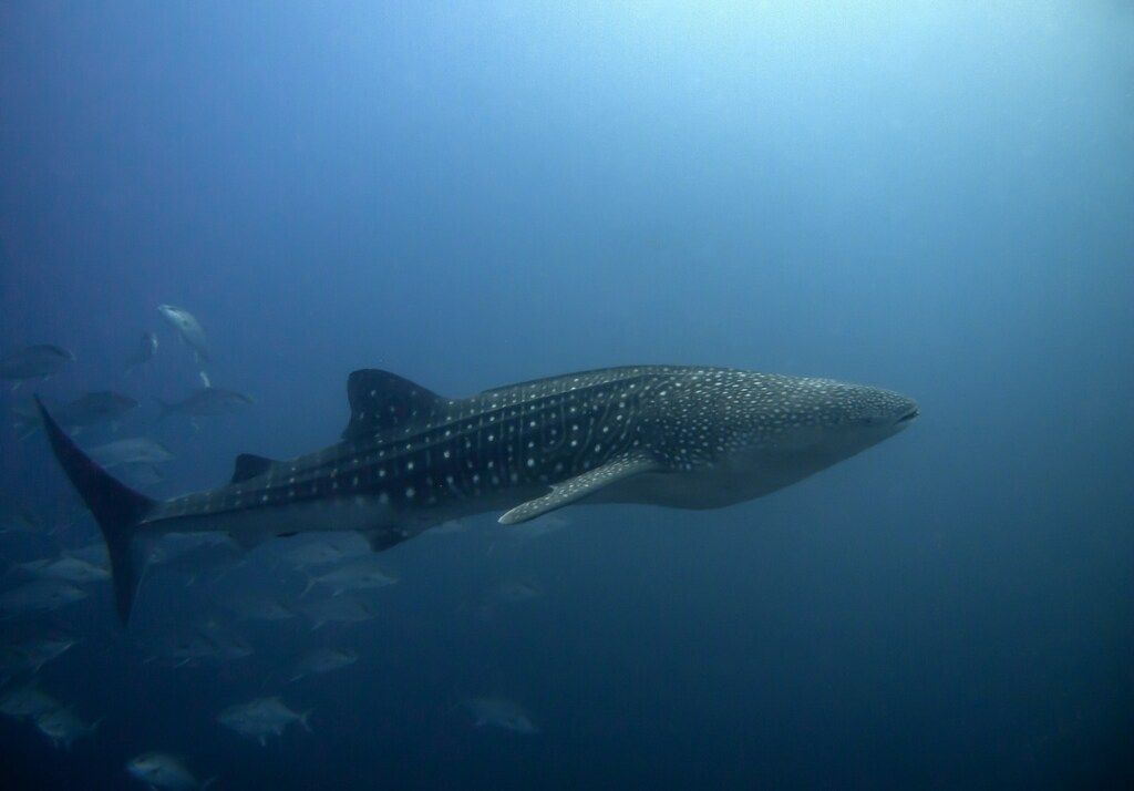 A Whale Shark, Galapagos Islands