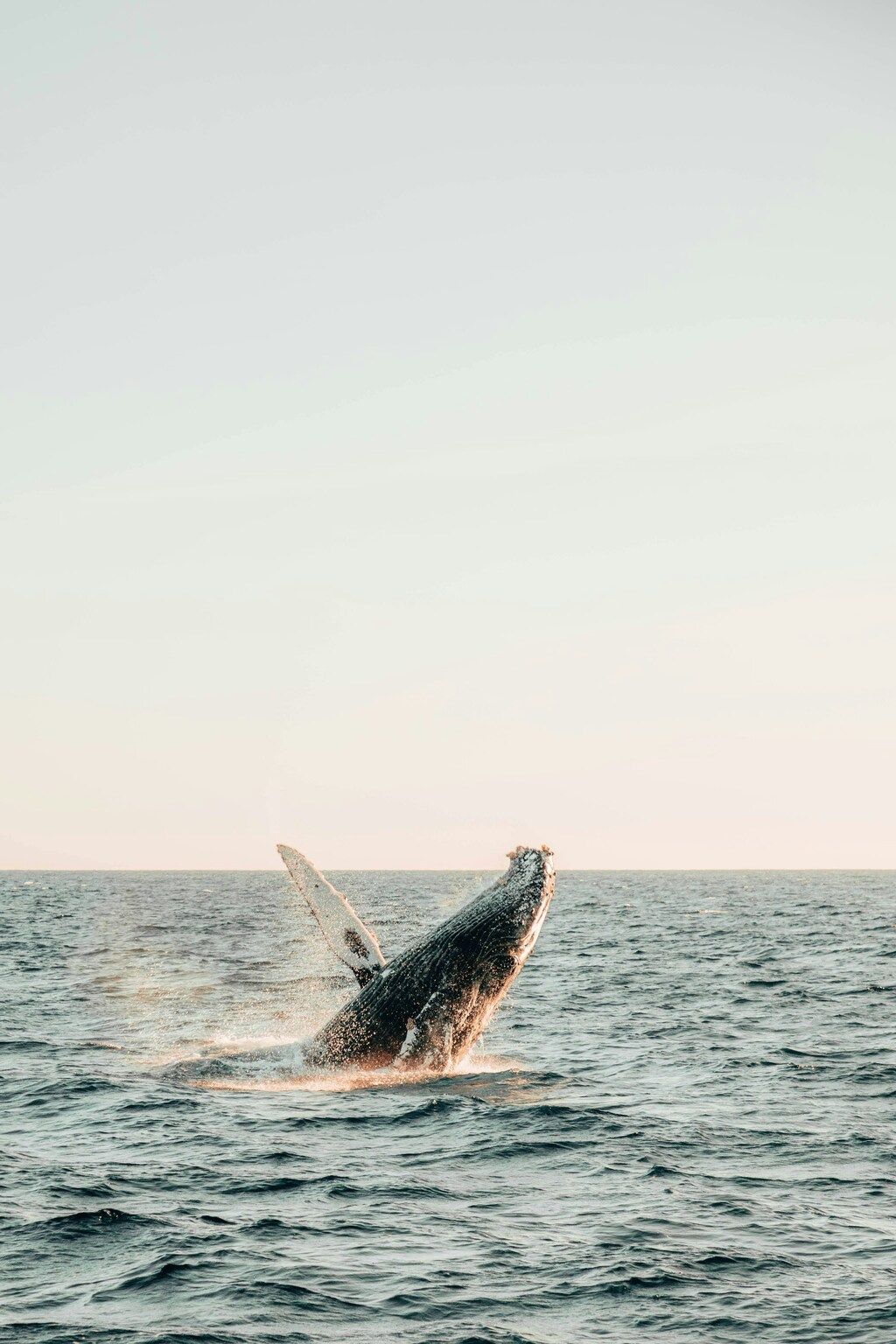 A humpback whale breaching the ocean surface during sunset in Costa Rica