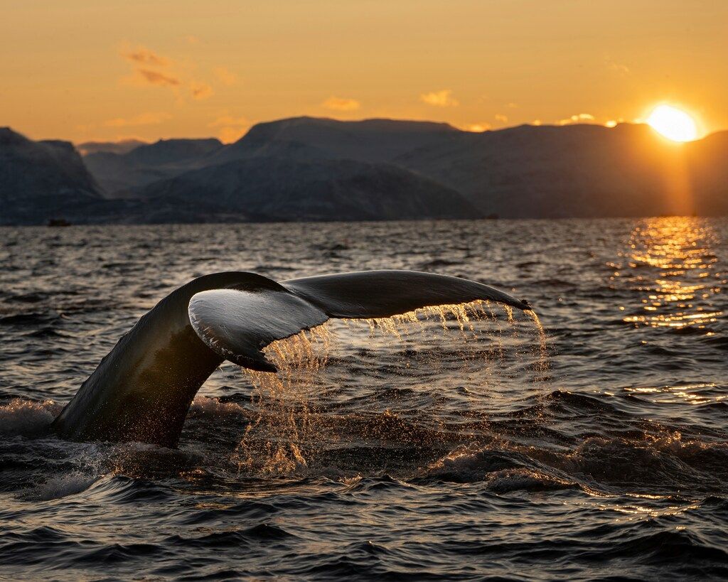 The tail of a whale gracefully diving into the ocean at sunset in Norway