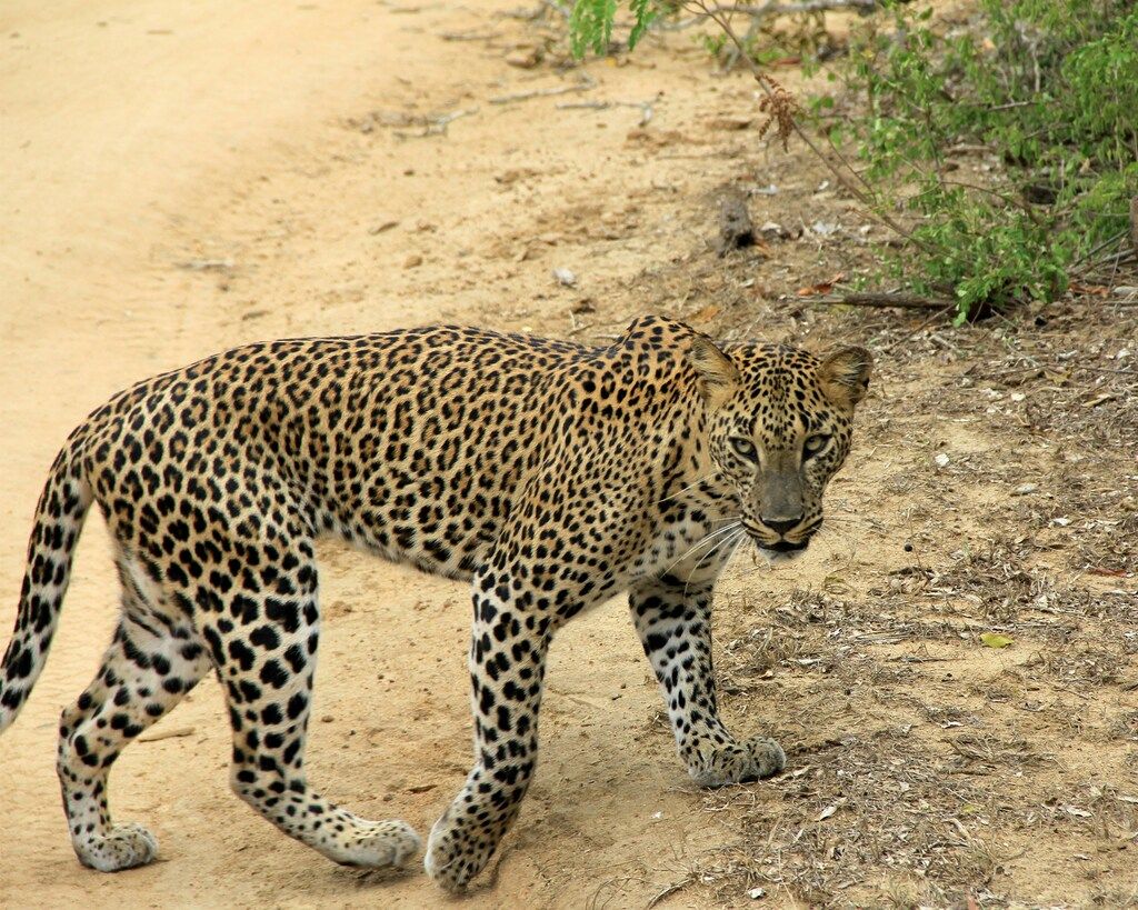 A majestic leopard in Yala National Park