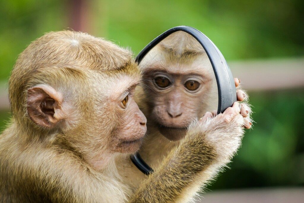 A thai monkey curiously examines its reflection in a small round mirror, intently gazing at its own face against a blurred green background.