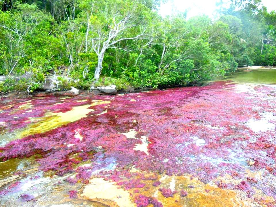 Caño Cristales, also known as the "River of Five Colors