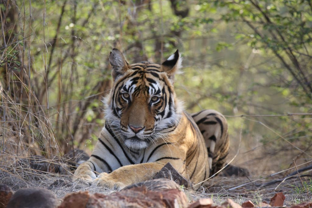 Ranthambore National Park