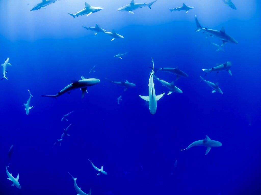 silky sharks in Colombia