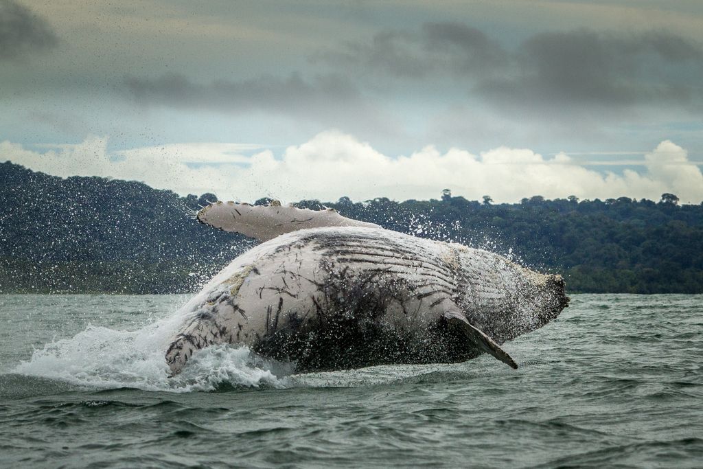 A humpback whale breaches the surface of the water near the Pacific coast of Colombia