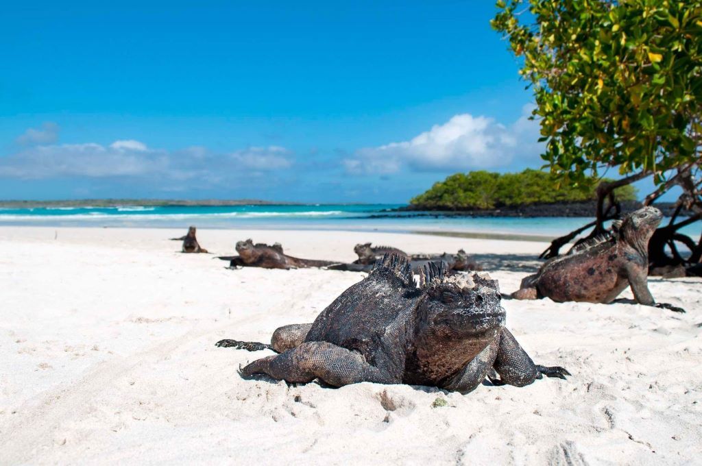 galapagos beach