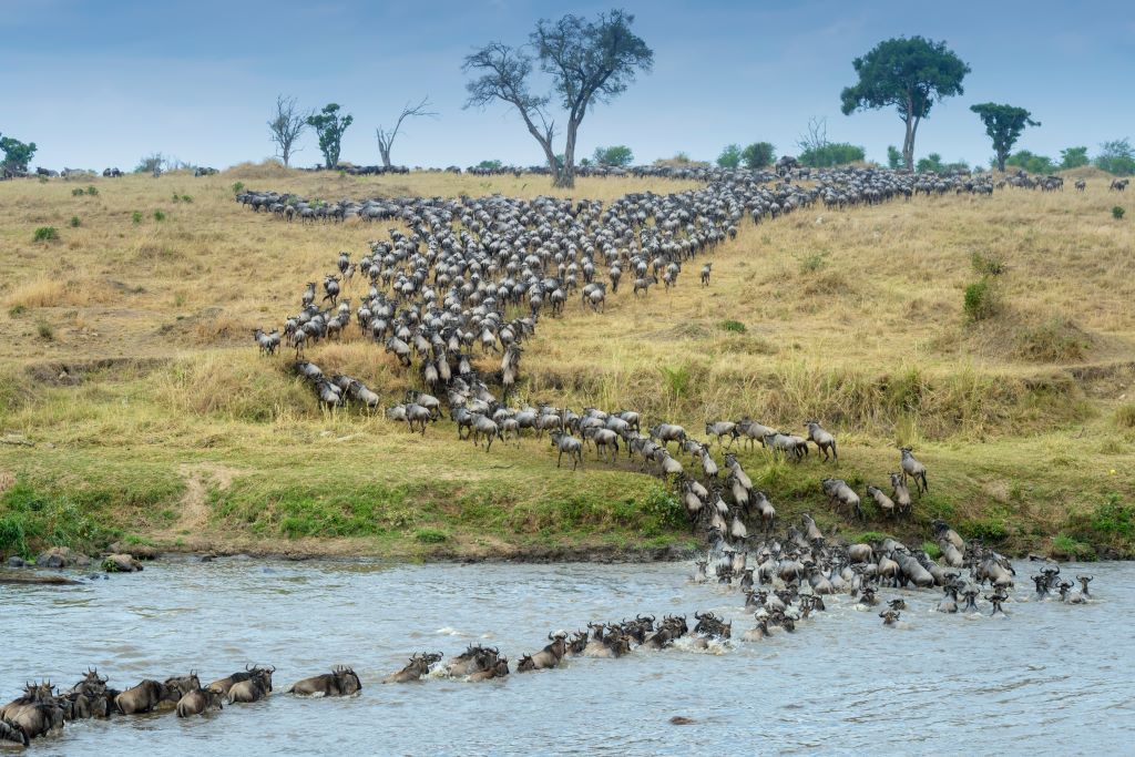 Great Wildebeest Migration Tanzania