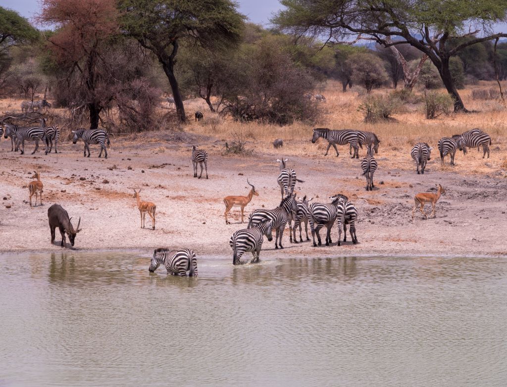 Tanzania Safari