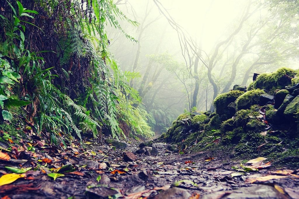 Misty forest trail in Tenerife’s Anaga Rural Park, surrounded by lush green vegetation and moss-covered rocks.