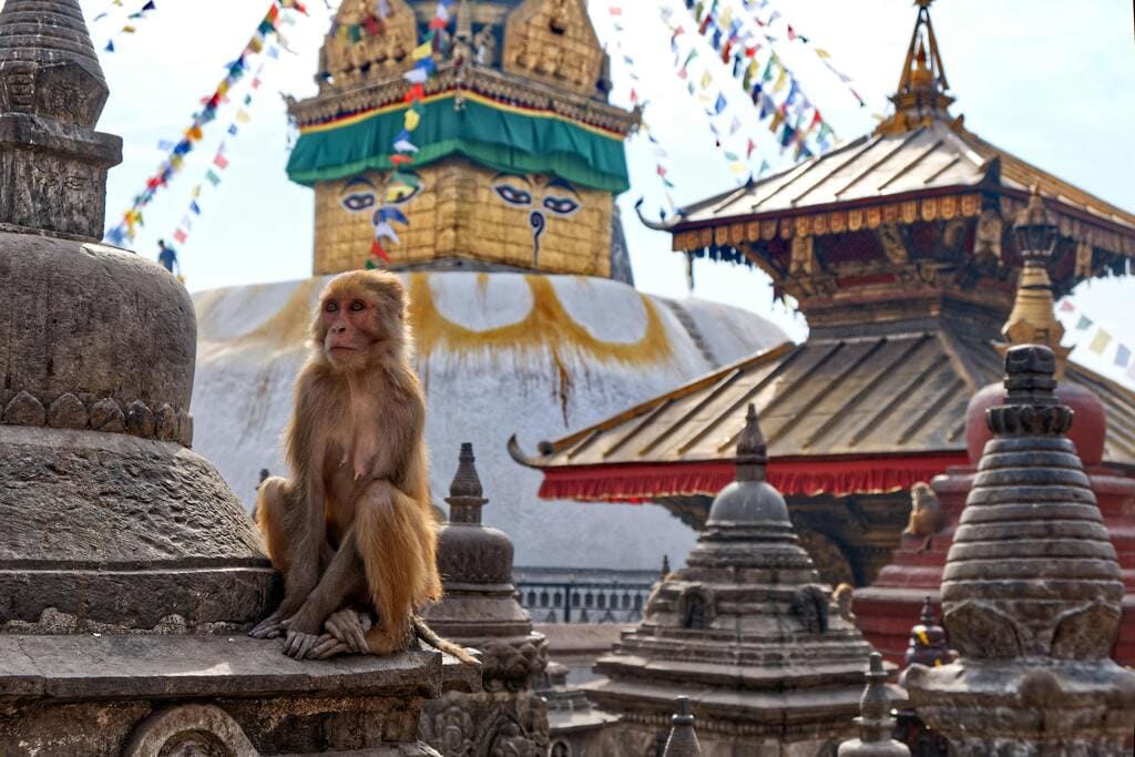 A monkey sitting on a stone structure at the Swayambhunath Stupa, also known as the Monkey Temple, in Kathmandu, Nepal.