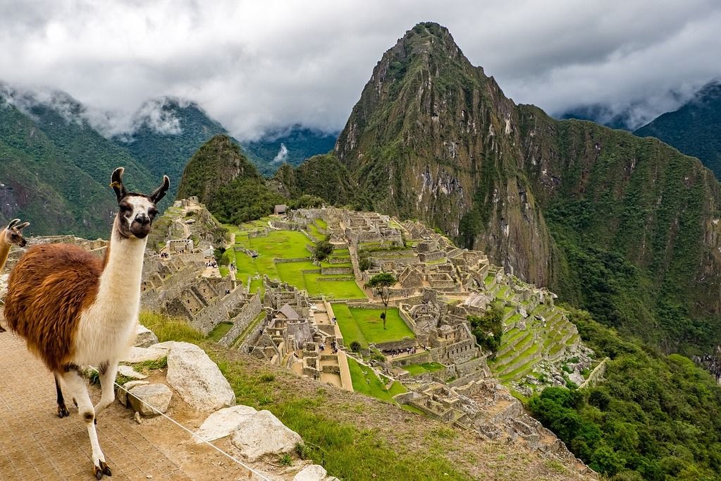 Llama at Machu Picchu with green mountains in the background.